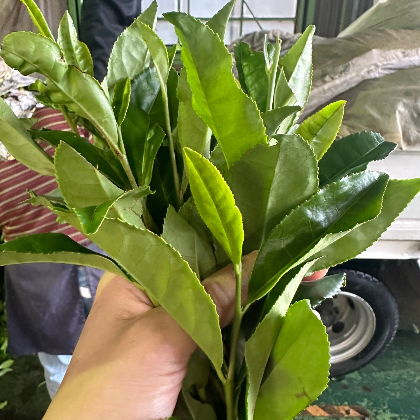 Takayanagi Asahina Matcha Powder