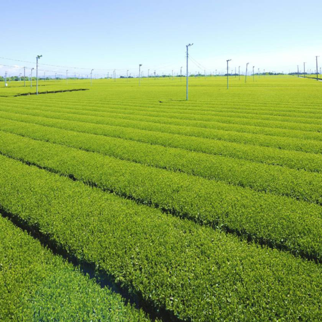 Takayanagi Asahina Matcha Powder