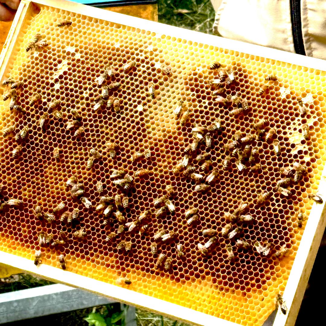 PBB Yukarinko – Ekologiczny Miód Borówka